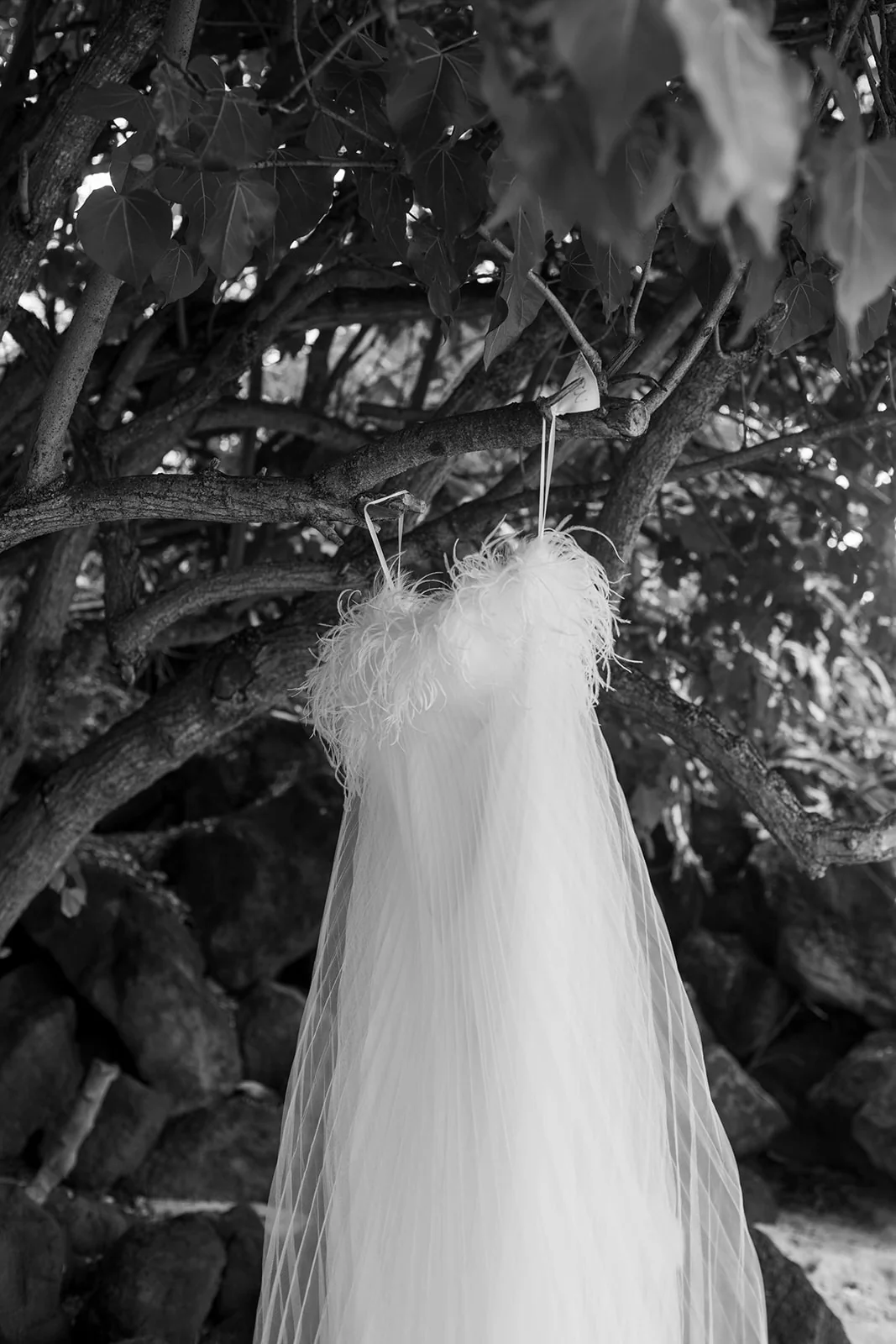 Maui - Image 21